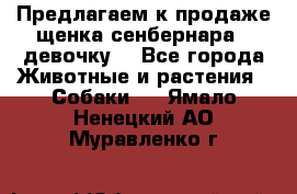 Предлагаем к продаже щенка сенбернара - девочку. - Все города Животные и растения » Собаки   . Ямало-Ненецкий АО,Муравленко г.